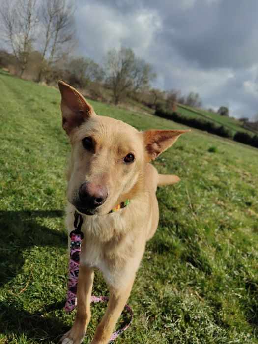 Słodka Lilo od roku czeka na dom