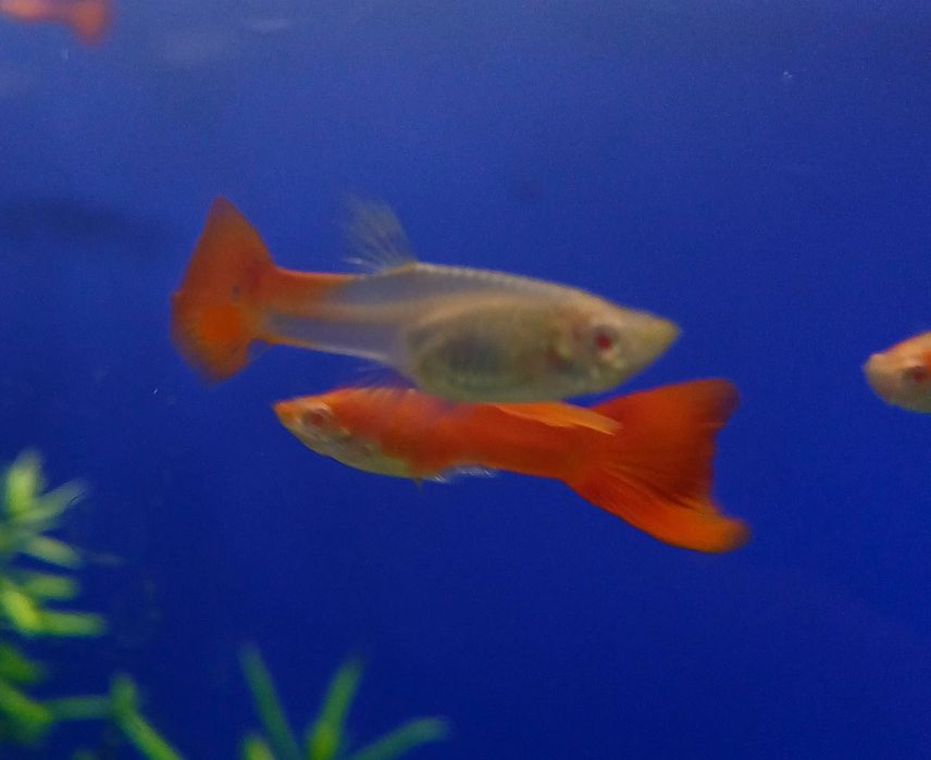 Rybki do akwarium - Gupik Red Albino