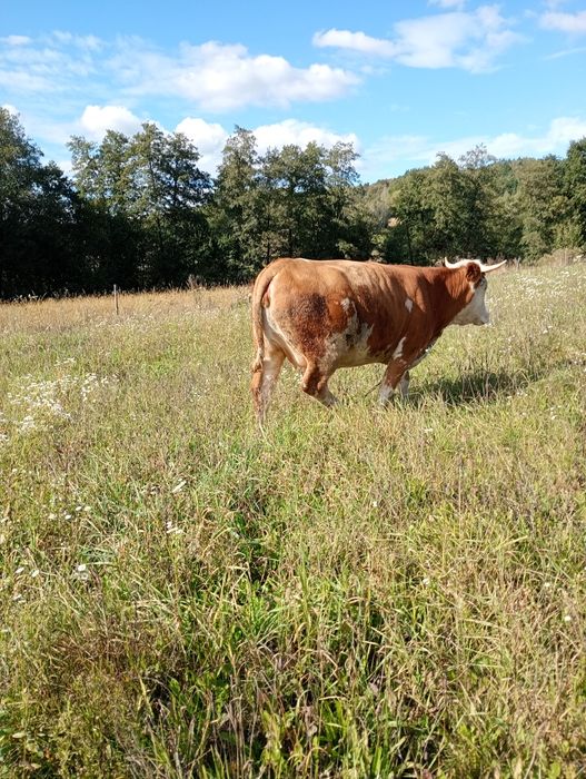 Jałówka simental wysokocielna