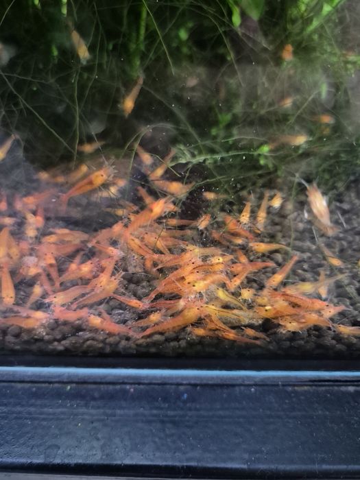 Krewerki caridina Bloodshot