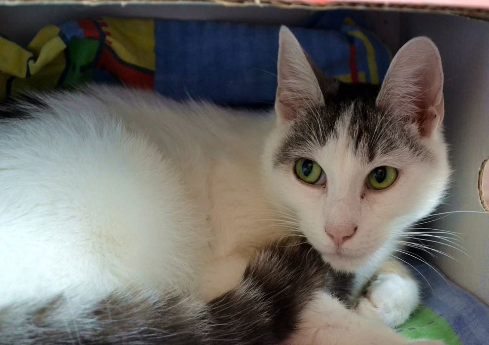 Słodki Diego czeka na adopcje