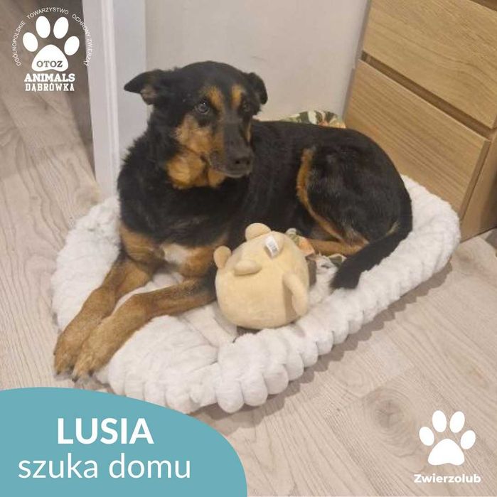 Wspaniała Lusia z utęsknieniem czeka na nowy dom