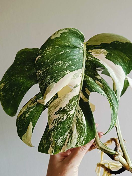 Monstera variegata - sadzonka