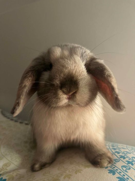 króliczek mini lop