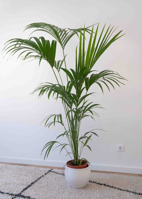 Planta com 2m de altura com vaso