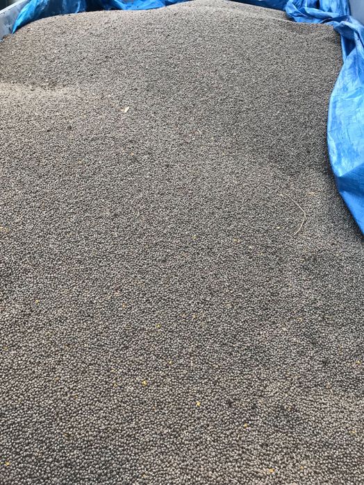 Niepryskany 3 t Łubin gorzki wąskolistny