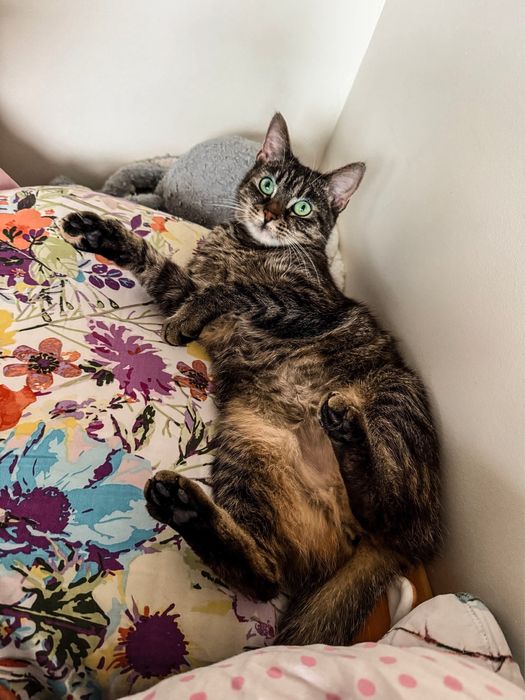 Cudowna kotka o zielonych ocxach szuka domu