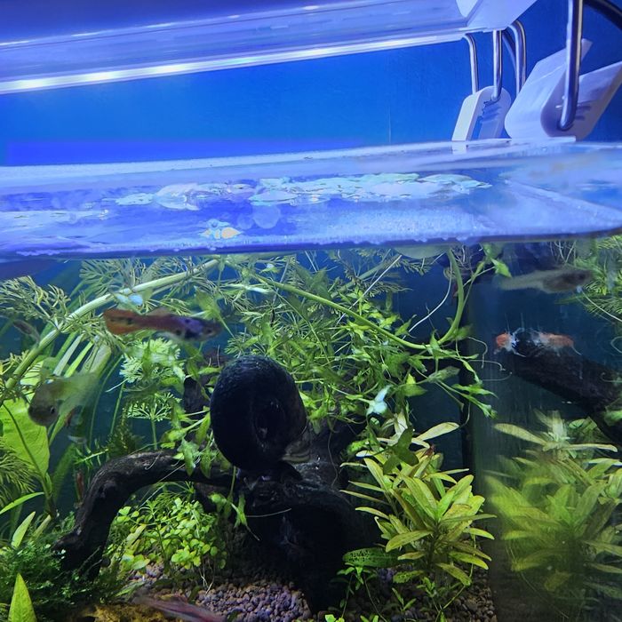 Ślimaki akwariowy zatyczek czarny