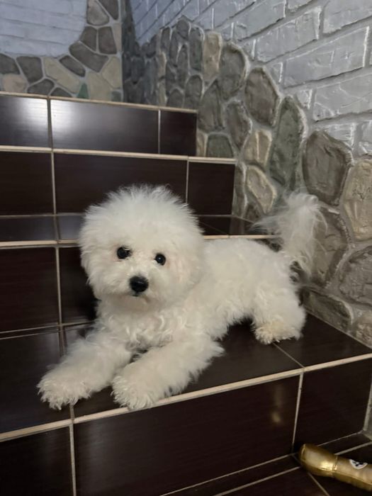 Бішон фрізе КСУ-FCI