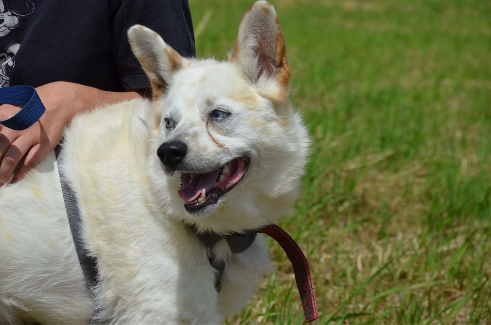 Piekny jasny piesek Kacper szuka domu! Adopcja psa