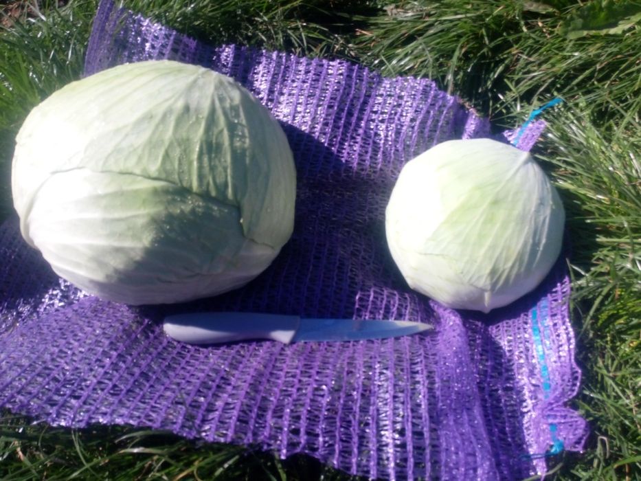 Капуста для Квашеня