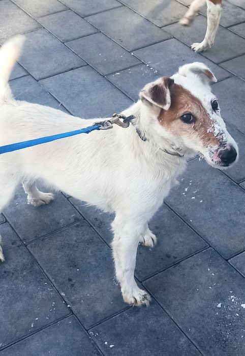 Фокстерєр на в'язку.Собака має документи Фмсу.Дорослий крепкий кобель.