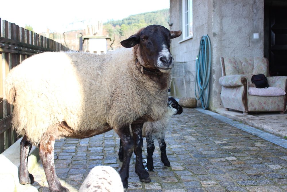 Ovelha sulfok com 3 crias