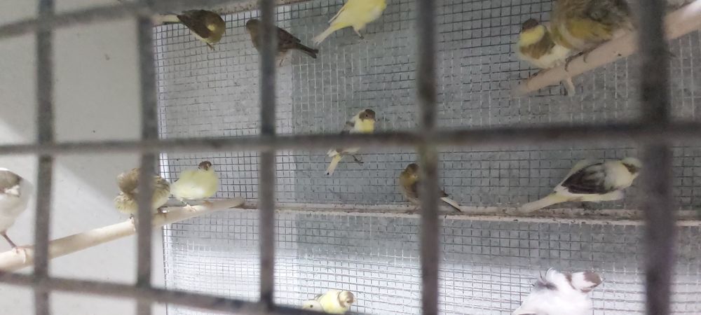 Canários frisados do norte