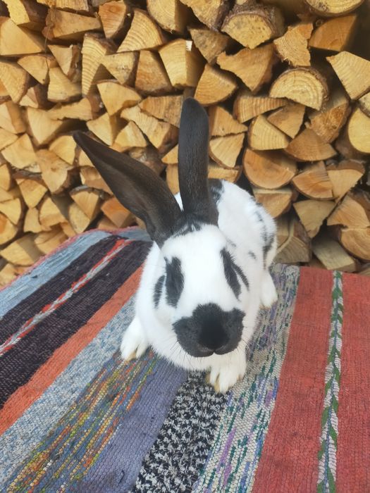 Кролики. Строкачі та Шиншила.