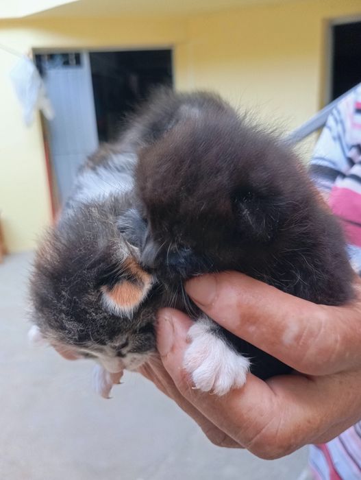 Gatinhos para adopção responsável