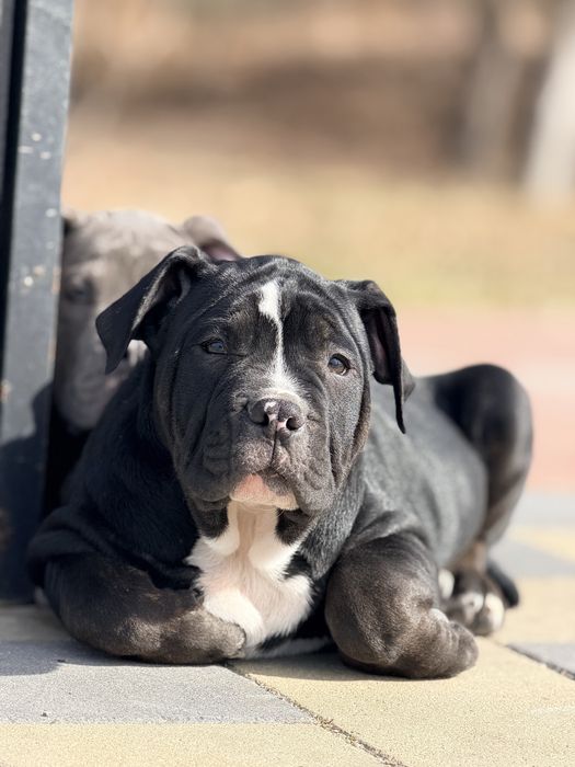 American Bully XL від професійного розплідника