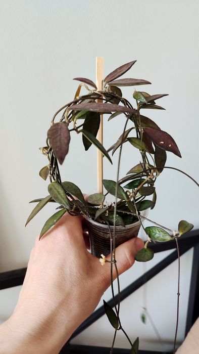 Хойя / Дисхідія Hoya sp. GPS-88 / Dischidia sp. GPS-88
