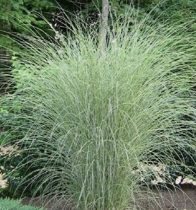 Miskant morning light duze sadzonki