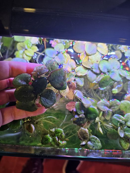 Alface de agua e outras Plantas de superfície aquário