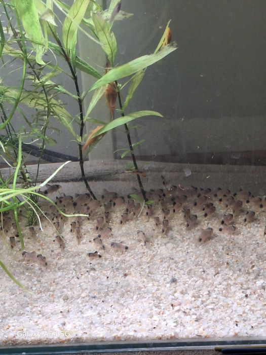 Kiryski Panda młode osobniki