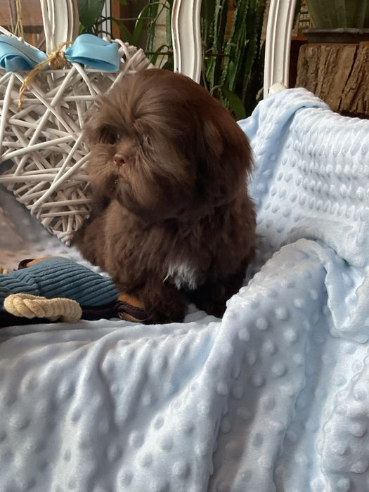 Shih-tzu Salonowy Piesek