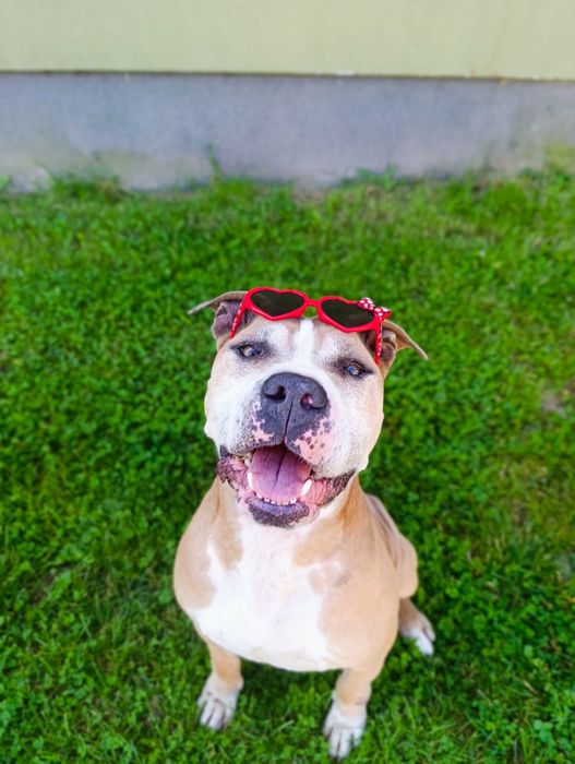 Czy ten pyszczek długo jeszcze będzie czekał na dom?