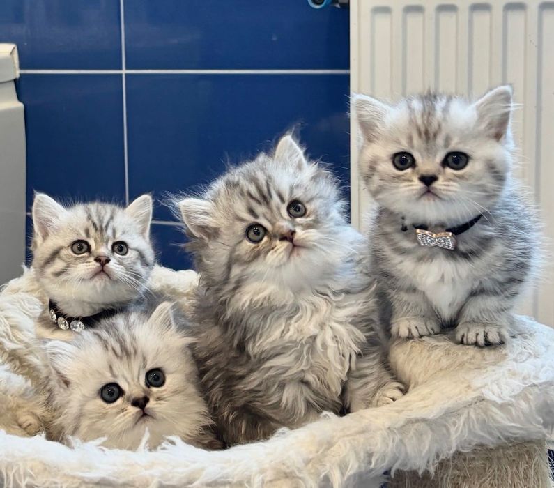 Британські кошенята