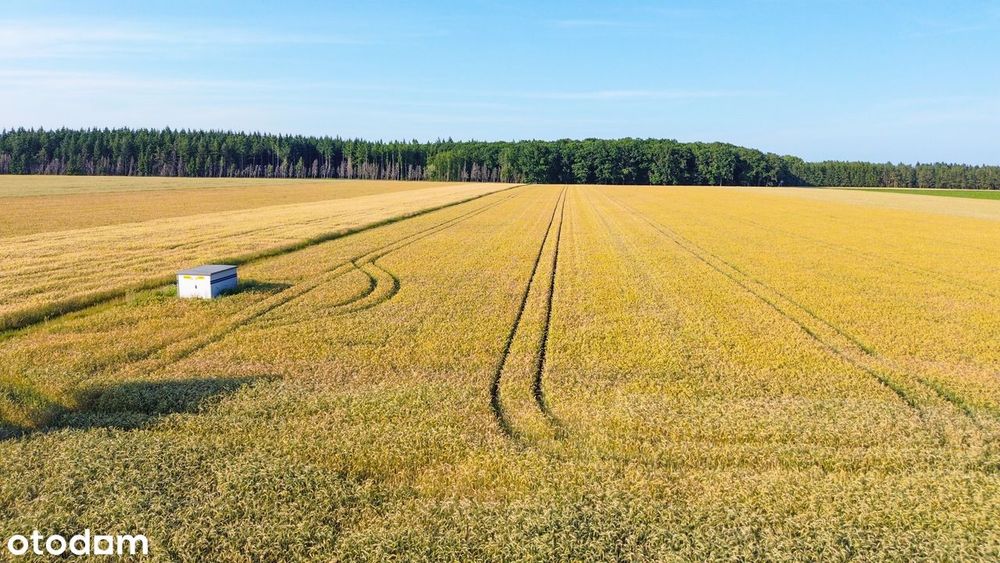 Działki pod LASEM ! Możliwość płaskich dachów ! od 806m2