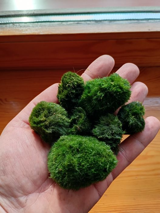 Gałęzatka do akwarium pięknie wybarwiona doskonała dla ryb i krewetek