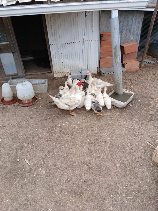 Patos com 1 mês de vida