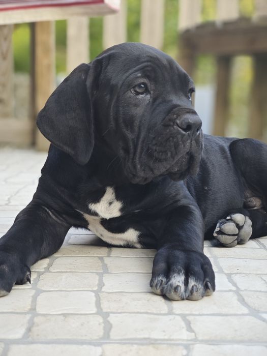 Cane corso italiano - Cachorro preto