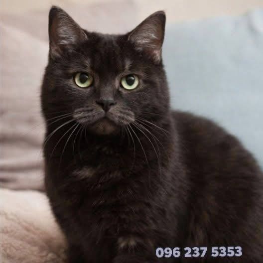 Красуня кішечка в добрі ручки!