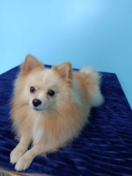 Шпіц хлопчик грайливий красунчик