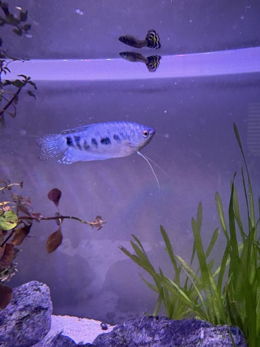 Peixe Colisa/trichogaster azul