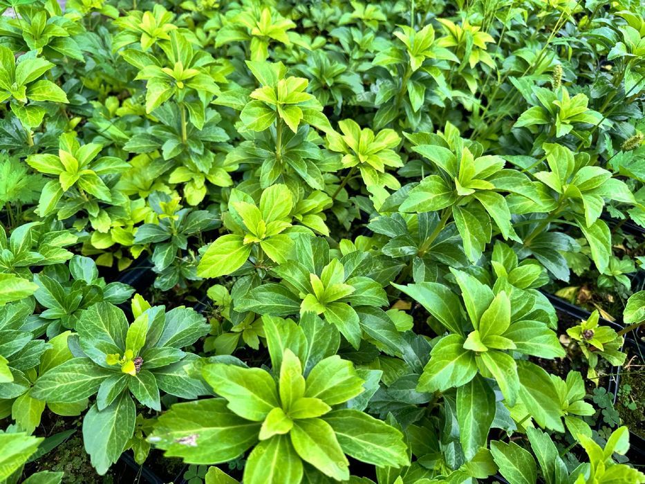 Runianka japońska Zielony Dywan (Pachysandra terminalis) Doniczka 1.0L