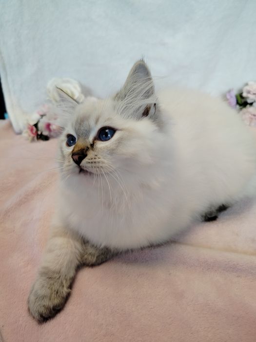 Kocurek Ragdoll seal point lynx