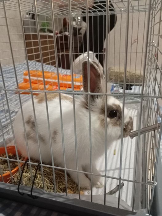 Кролик  декоративный , со всеми комплектующими.