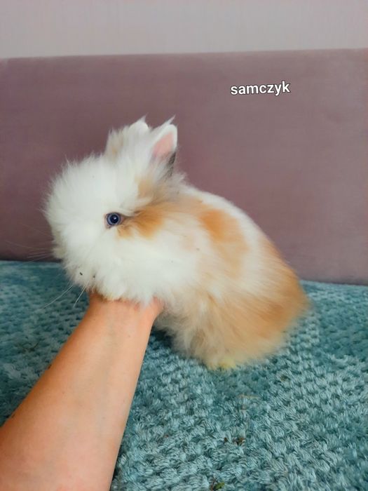 Królik Karzełek Teddy Długowłosy