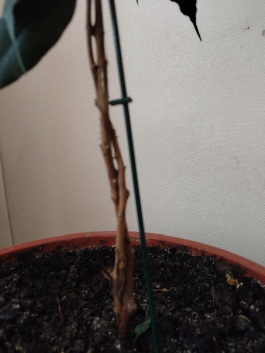 Продам Фикус 45см...