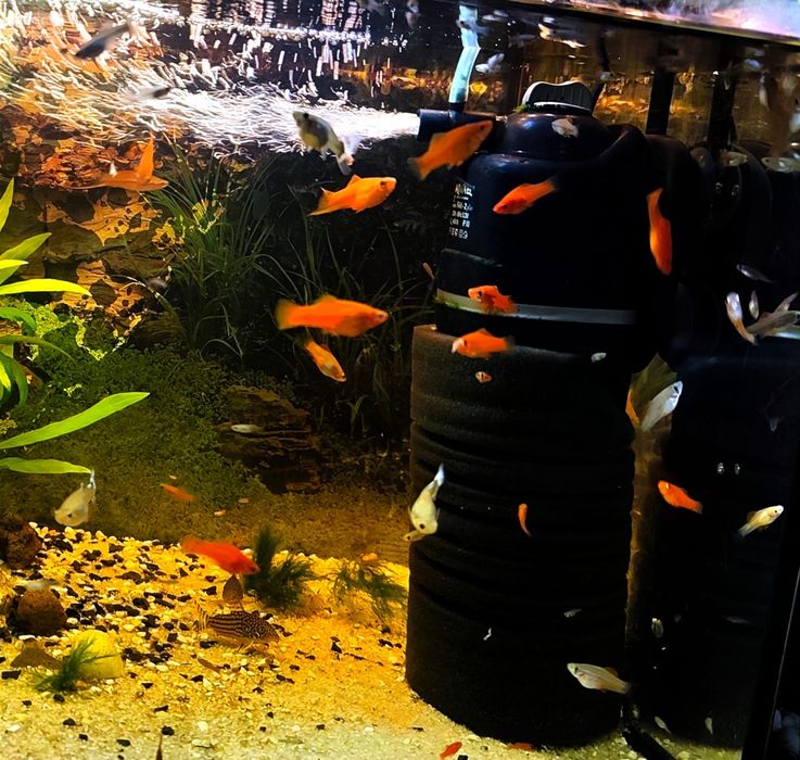 Mieczyki hodowla własna