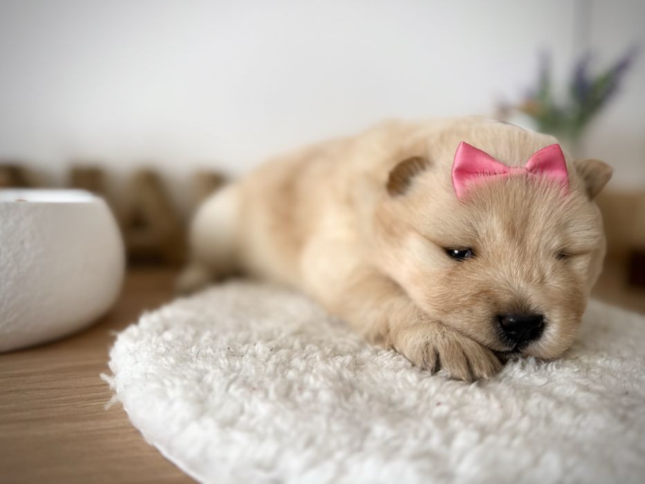 Menina chow chow fofinha