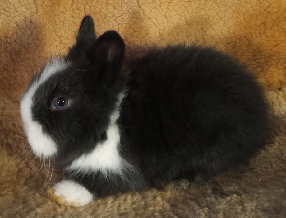 Декоративні блакитноокі кролики