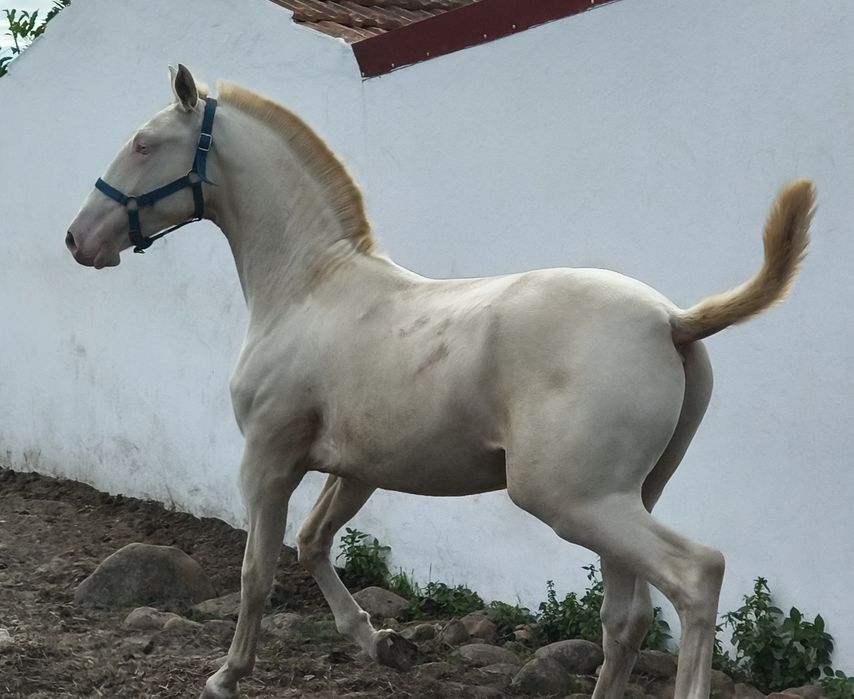 Poldro PSL Lusitano Isabel