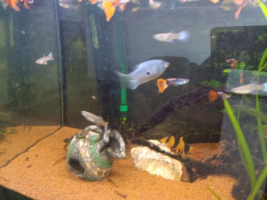 Aquário com movel completo de 200 litros