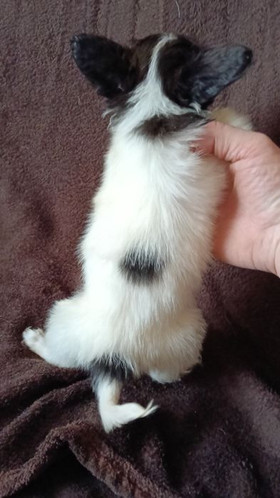 Мальчик папильон.