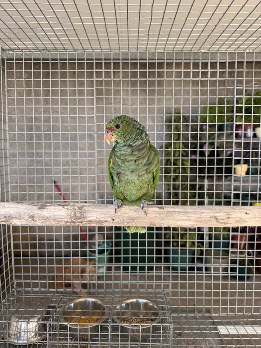 Amazona vinacea domesticada