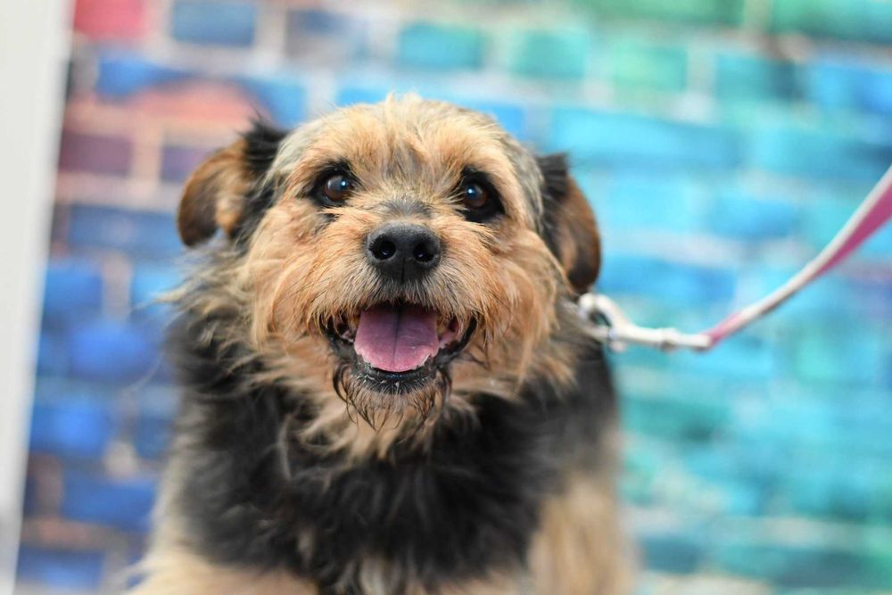 Uroczy Willy prosi o kochający domek!