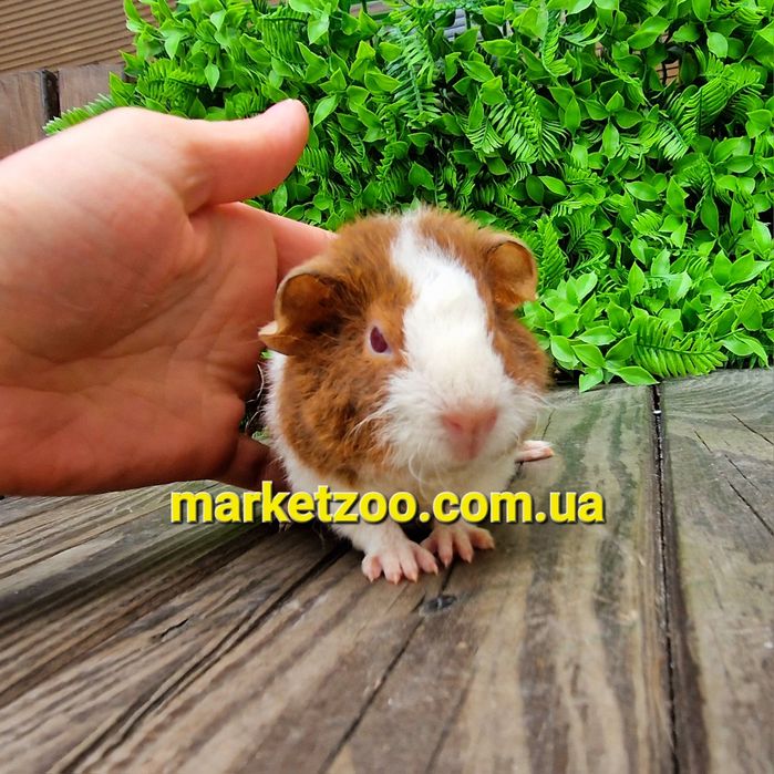 Морская морська свинка морские морськi свинки агутi агути теддi тедди