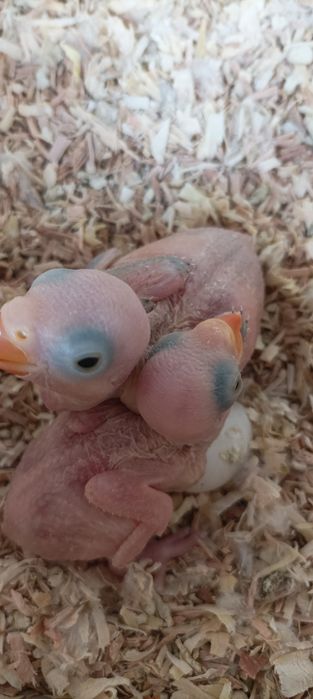 Ring Neck disponíveis